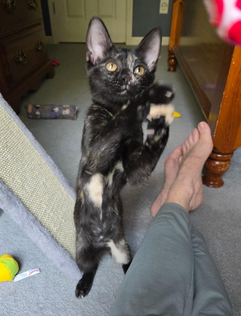 Destiny26, Adoptable, Kitten Female Domestic Short Hair.