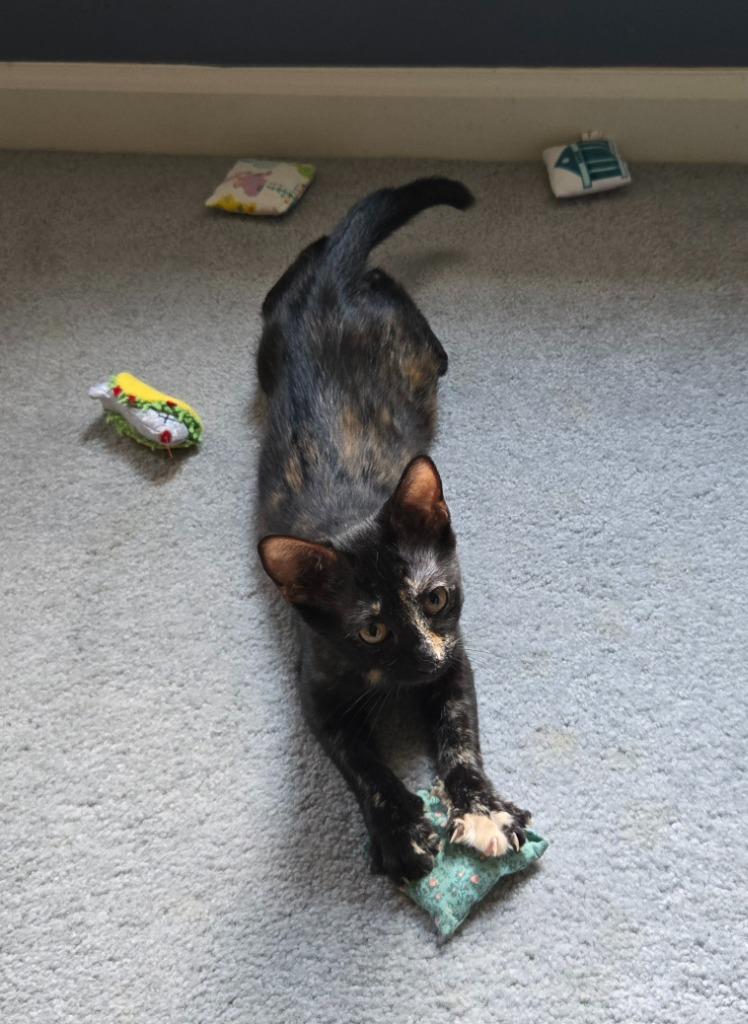 Enlarge Destiny26, a Adoptable mixed breed in Youngsville, NC image 2/5
