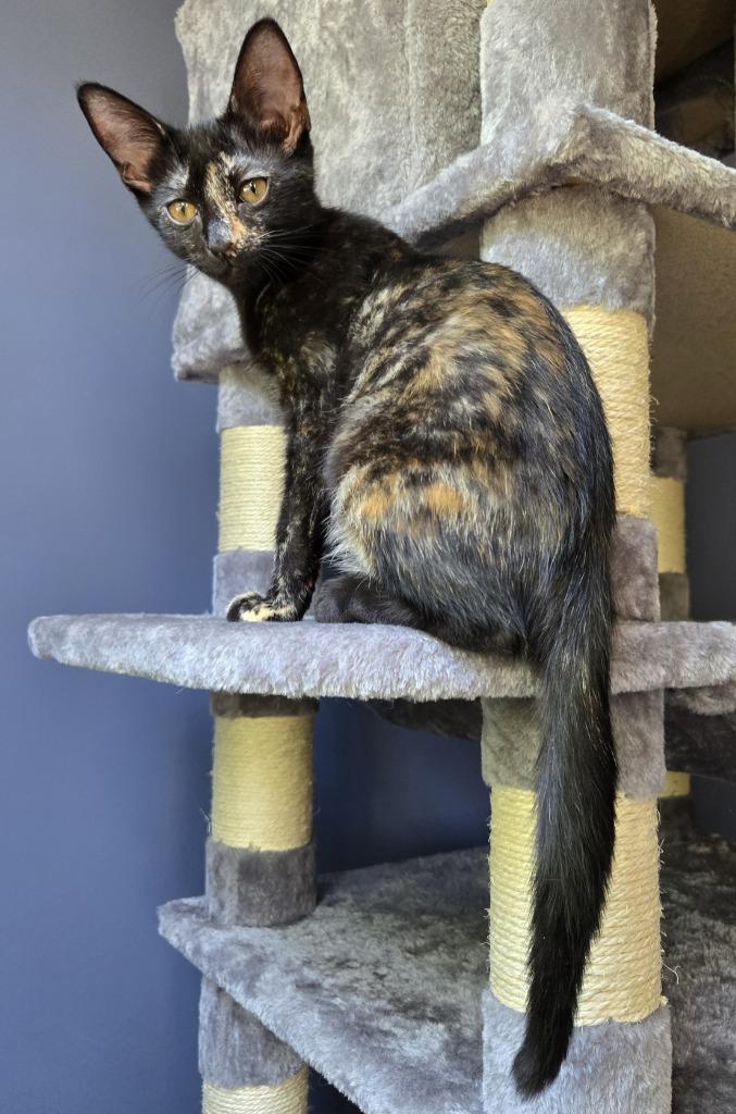 Enlarge Destiny26, a Adoptable mixed breed in Youngsville, NC image 3/5
