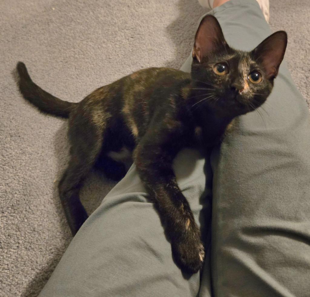 Enlarge Destiny26, a Adoptable mixed breed in Youngsville, NC image 4/5
