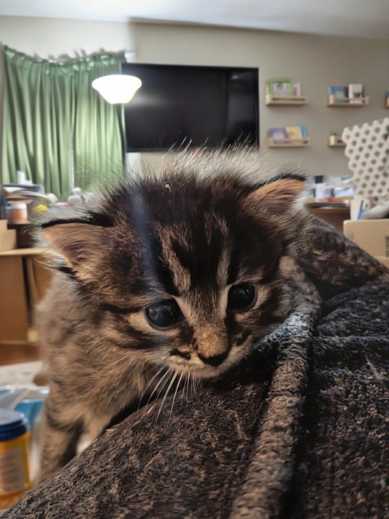 Penelope, Adopted, Kitten Female Maine Coon.