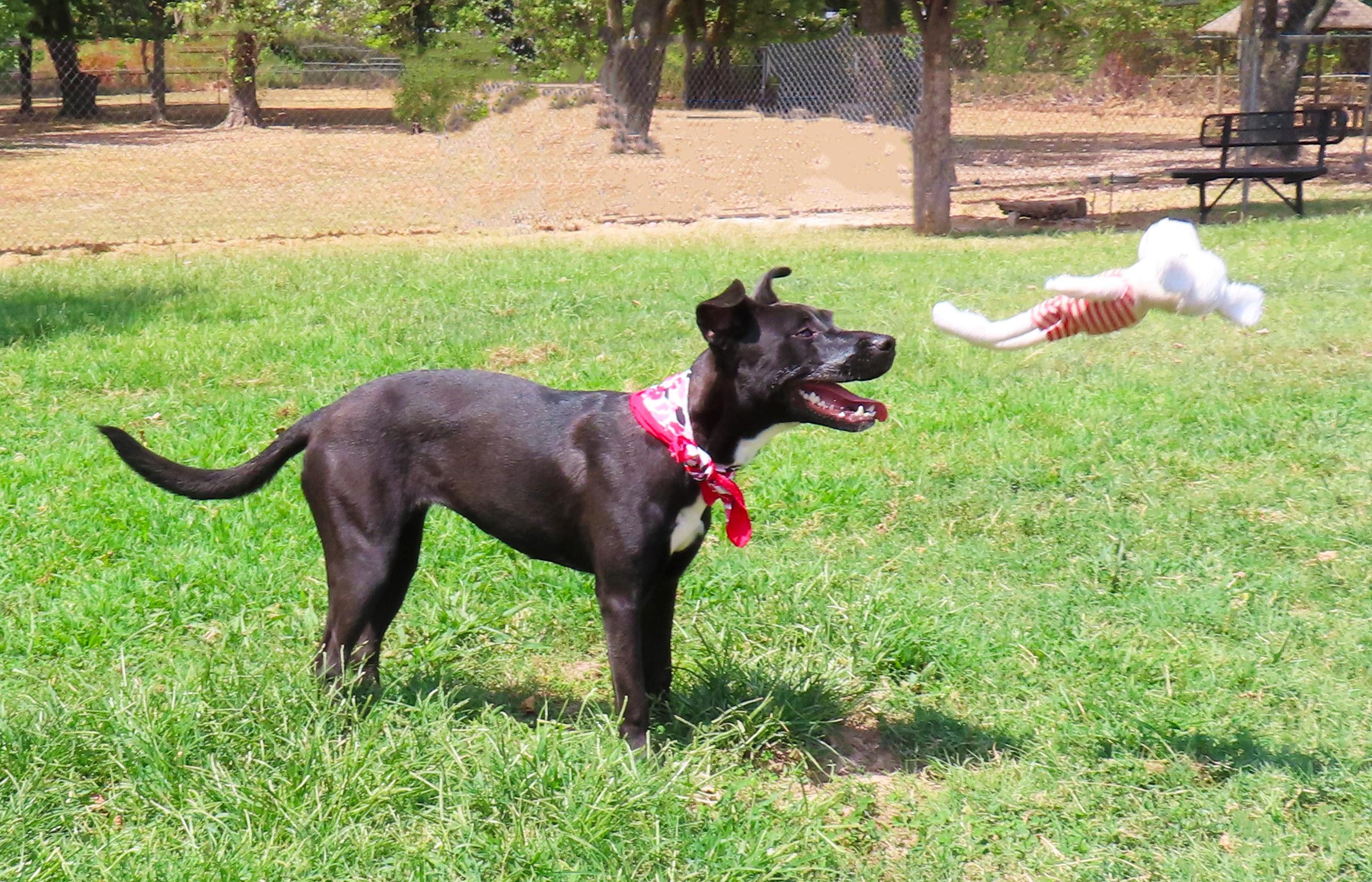 Enlarge Delta 26C-221, a ADOPTABLE mixed breed in Rogers, AR image 3/5