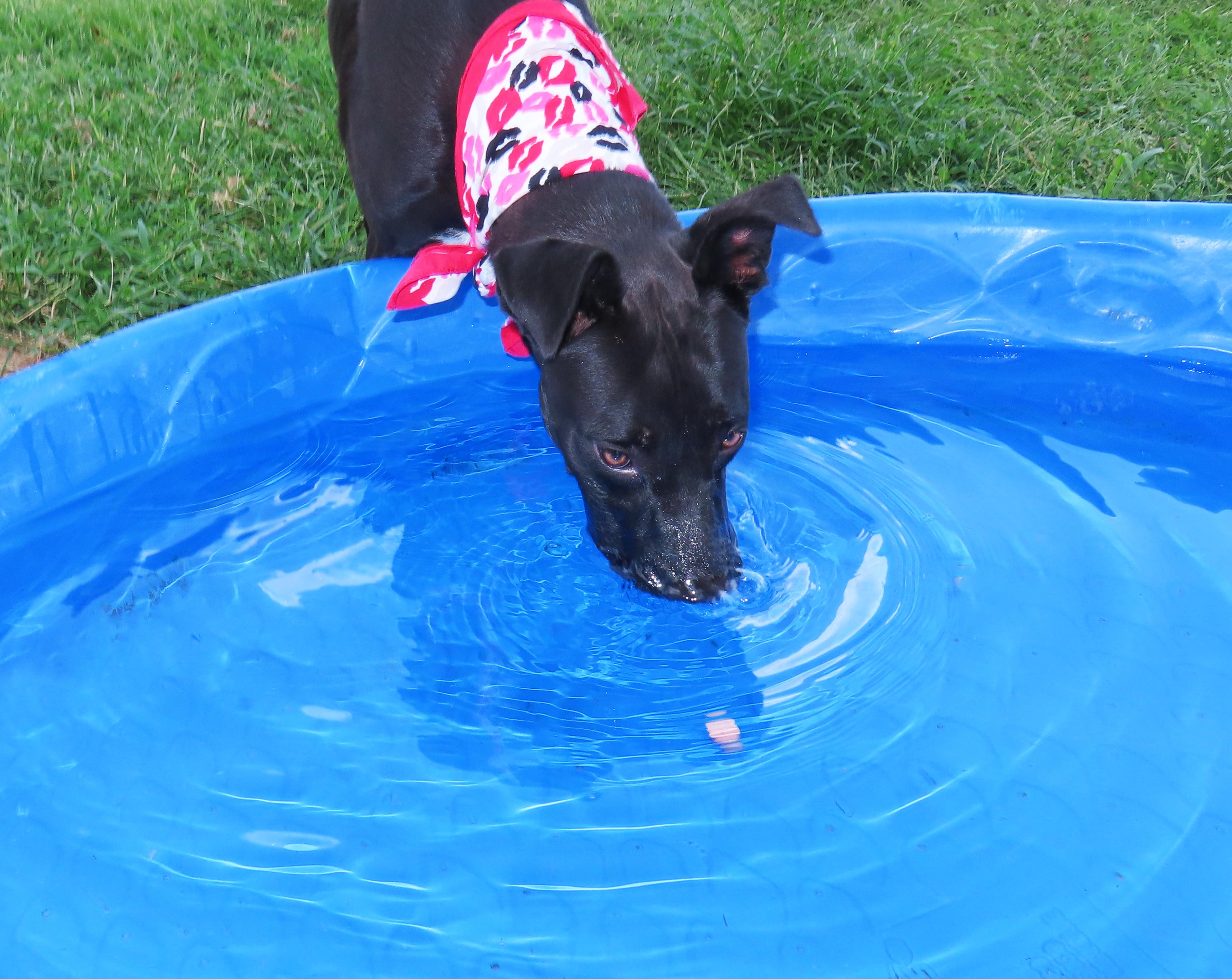 Enlarge Delta 26C-221, a ADOPTABLE mixed breed in Rogers, AR image 5/5