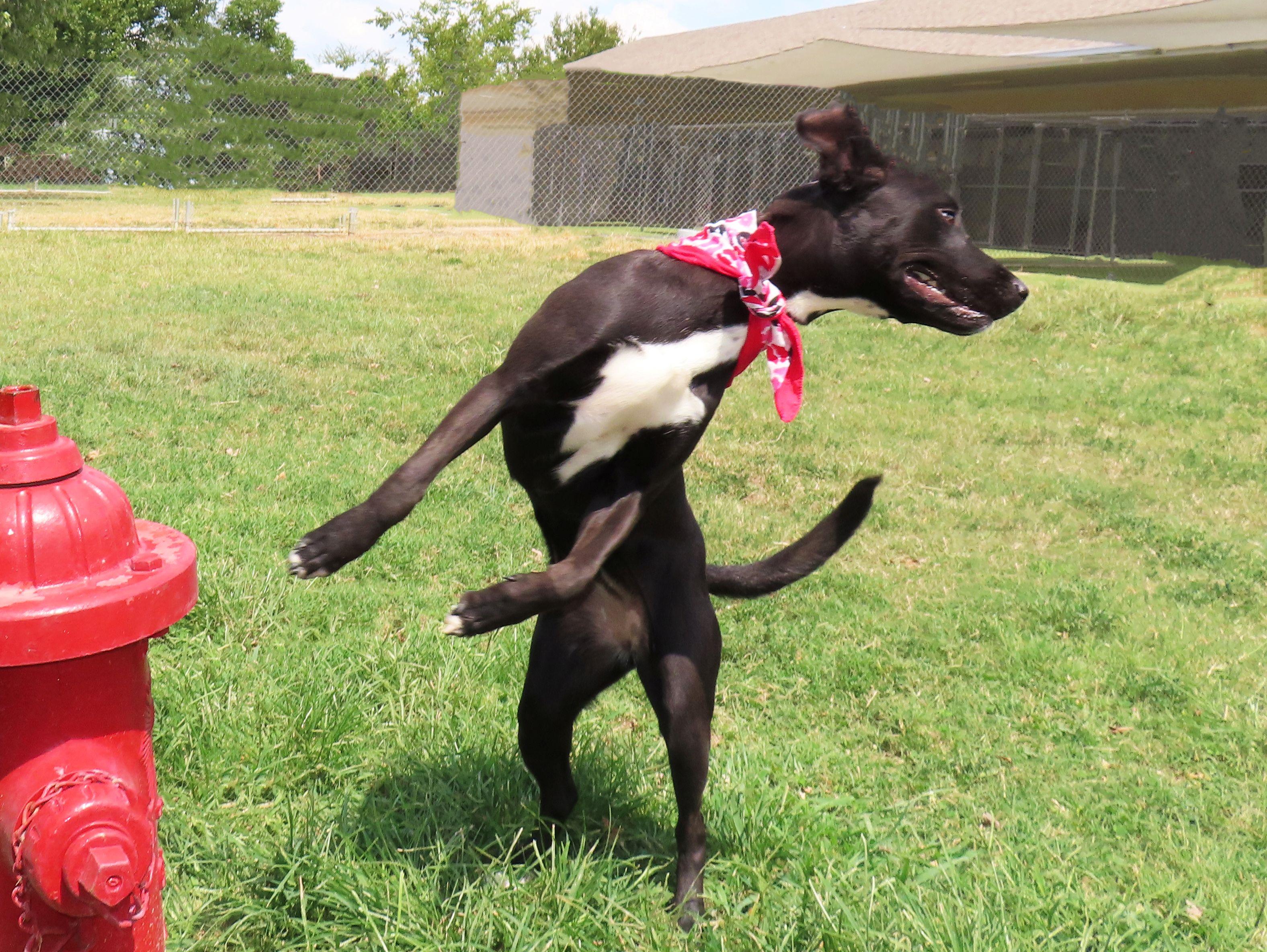 Enlarge Delta 26C-221, a ADOPTABLE mixed breed in Rogers, AR image 4/5