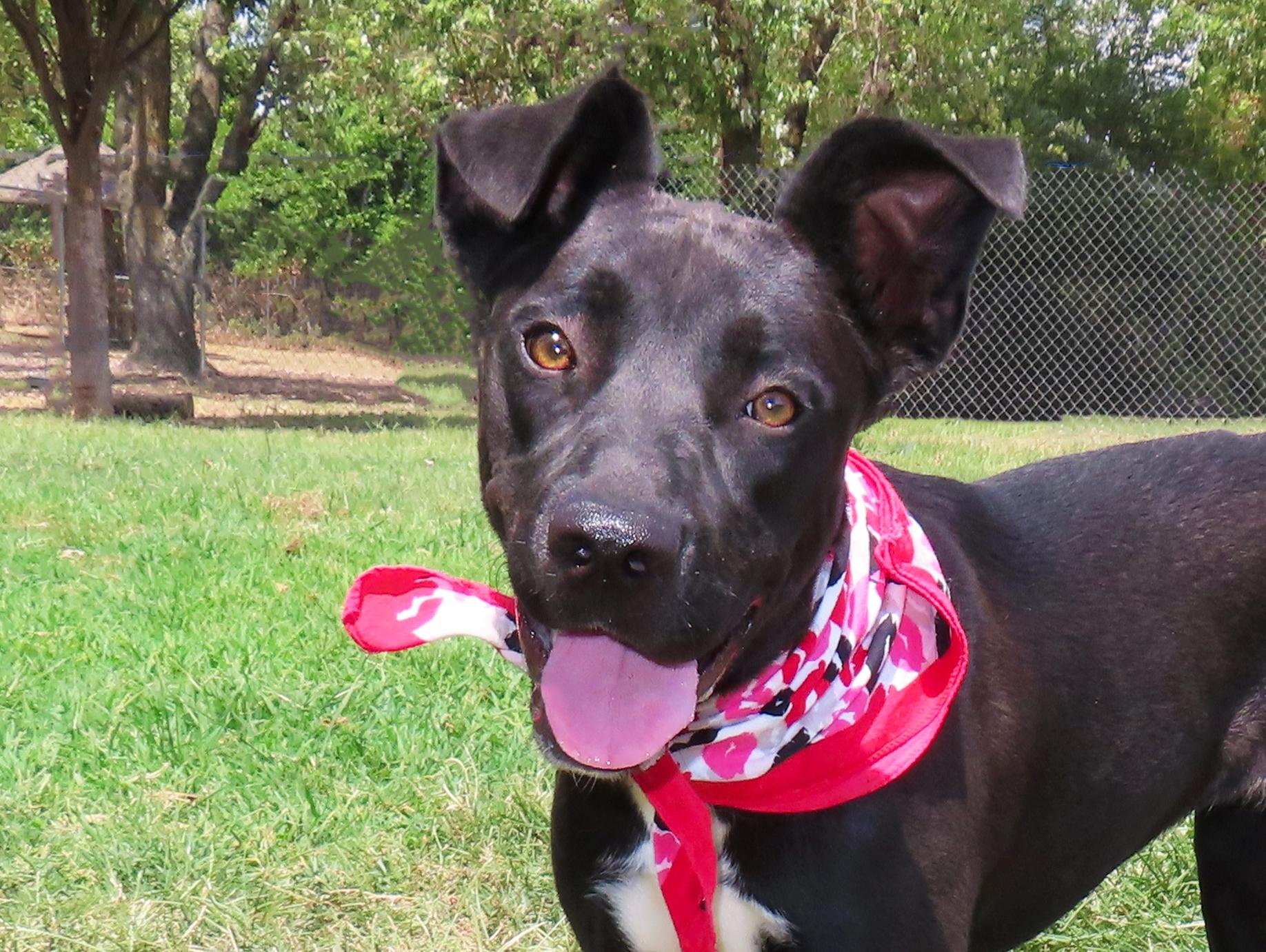 Enlarge Delta 26C-221, a ADOPTABLE mixed breed in Rogers, AR image 1/5