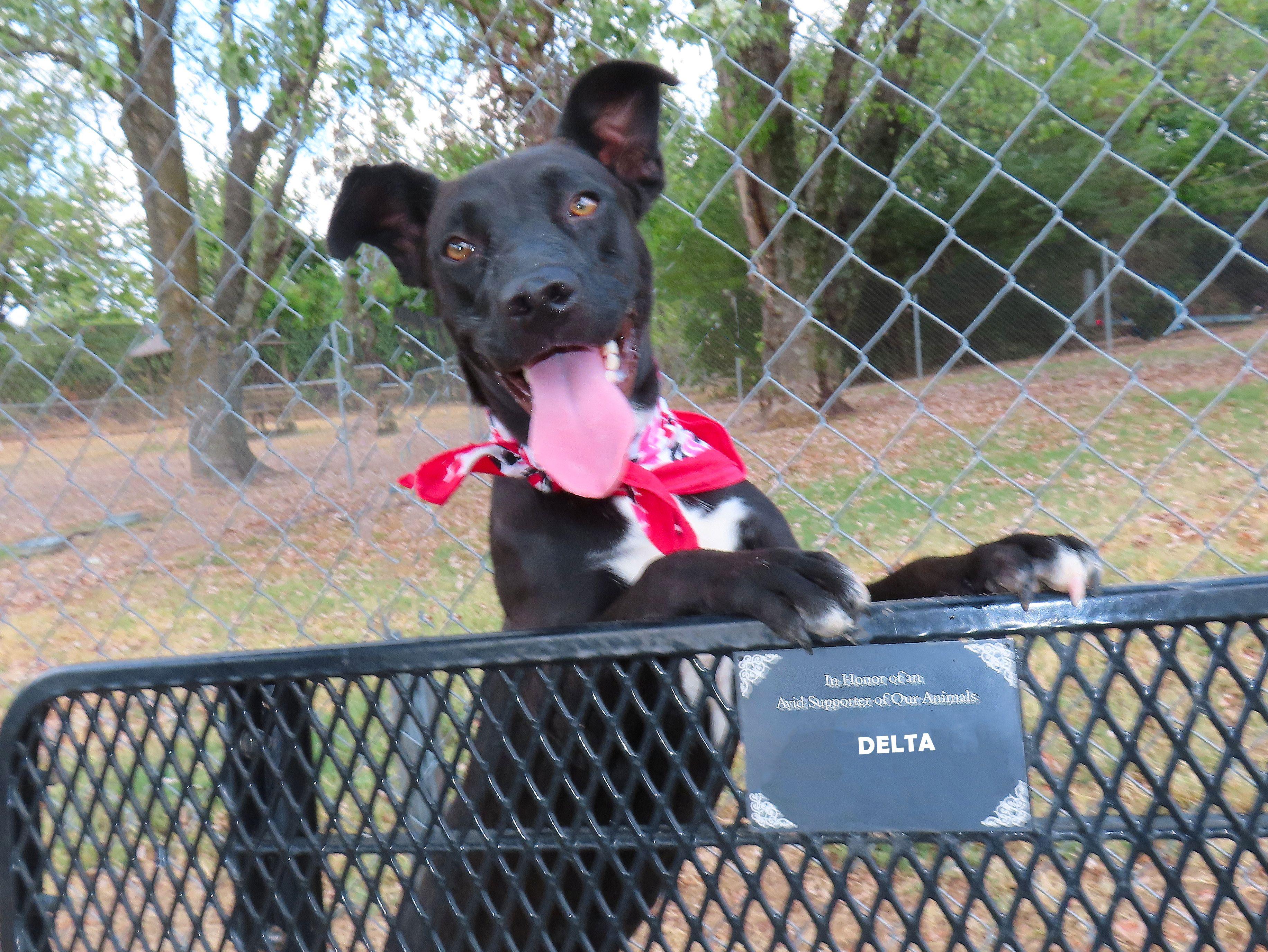 Enlarge Delta 26C-221, a ADOPTABLE mixed breed in Rogers, AR image 2/5