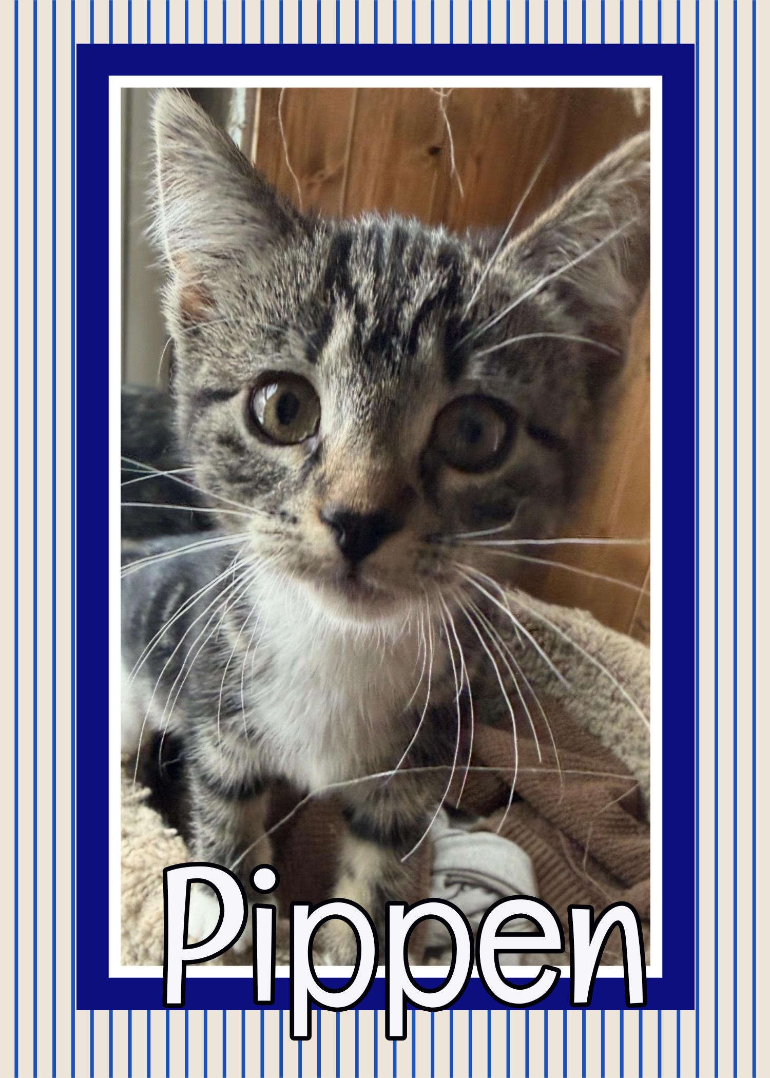 Pippen, adopted, Young Male Domestic Short Hair.