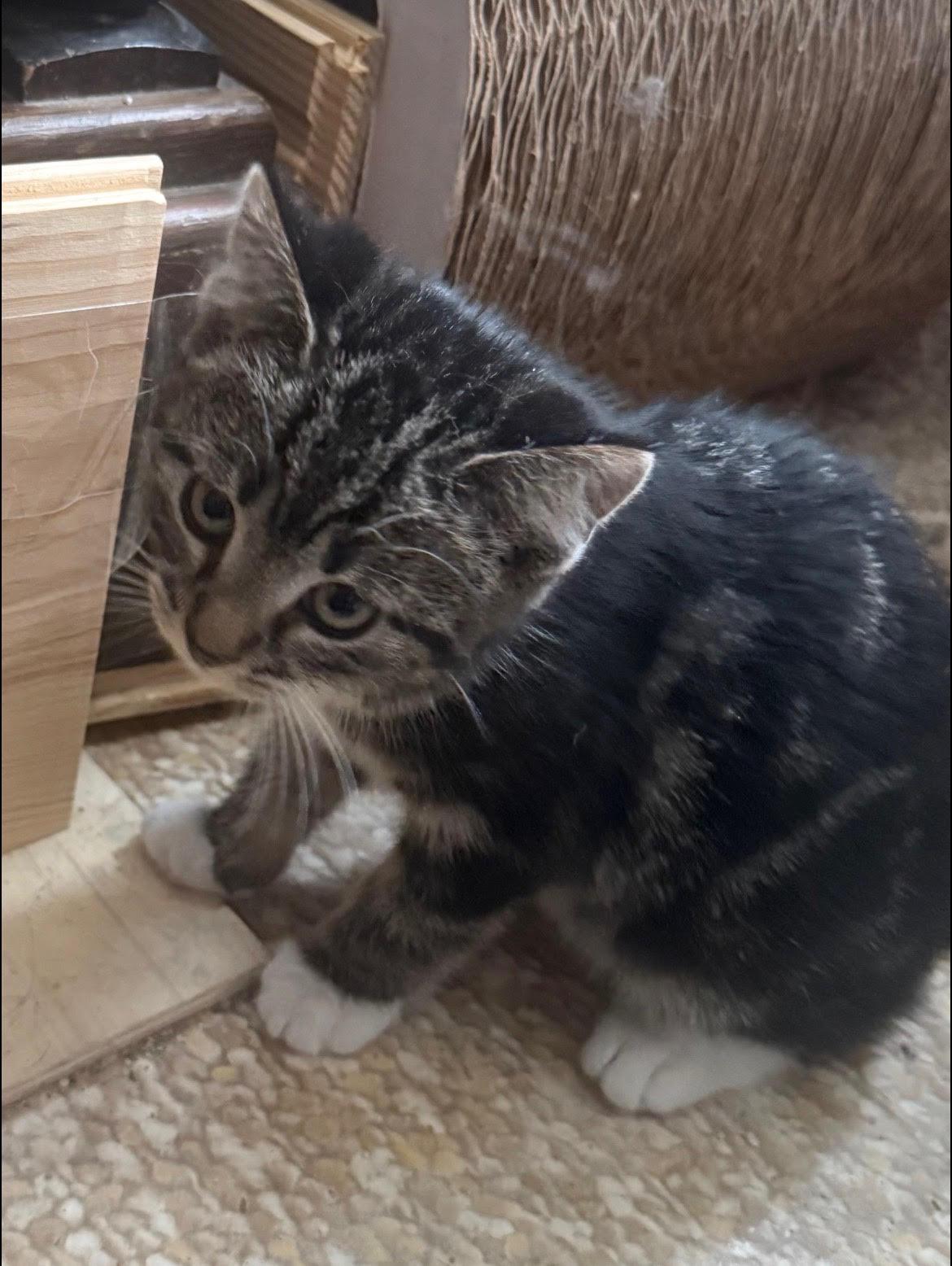 Pippen, an adopted Domestic Short Hair in Valley City, ND image 2/2