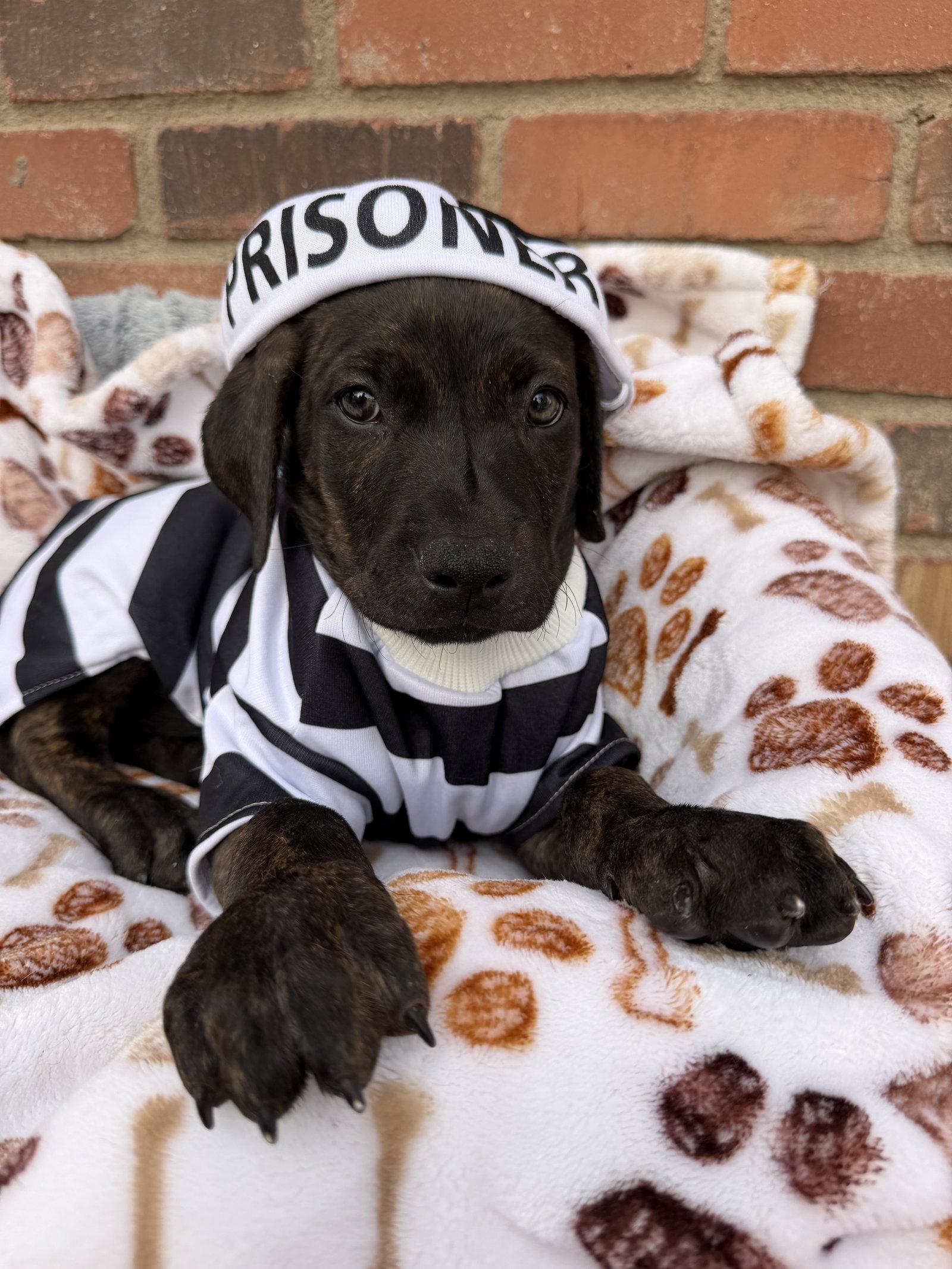 Flynn, Adoptable, Puppy Male Cane Corso.
