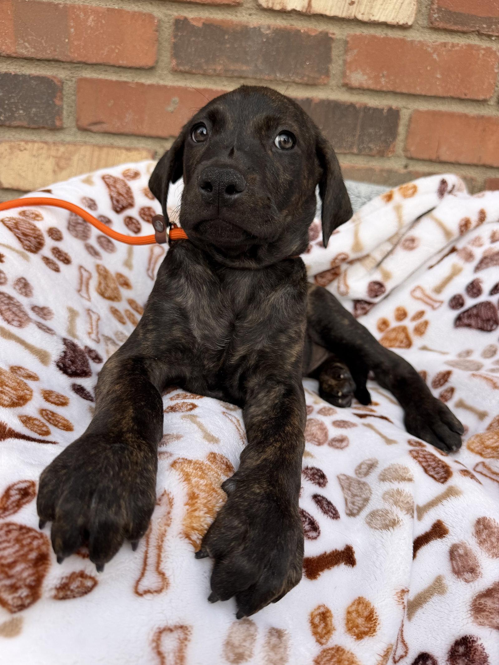 Enlarge Flynn, a Adoptable Cane Corso in Glendale, AZ image 3/3