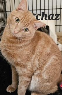 Enlarge Chaz, a Adoptable Domestic Short Hair in Middletown, CT image 2/3