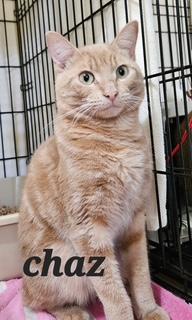 Enlarge Chaz, a Adoptable Domestic Short Hair in Middletown, CT image 3/3
