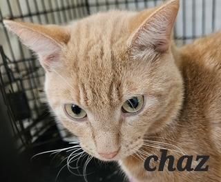 Enlarge Chaz, a Adoptable Domestic Short Hair in Middletown, CT image 1/3
