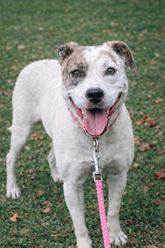 Enlarge Alba, a Adoptable mixed breed in Lancaster, PA image 1/5