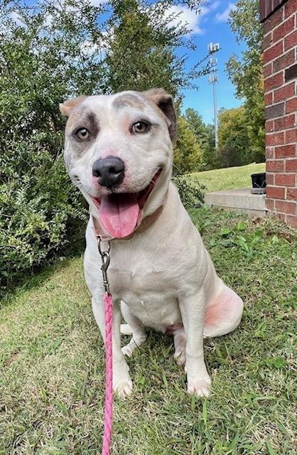 Enlarge Alba, a Adoptable mixed breed in Lancaster, PA image 2/5