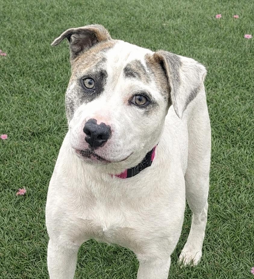 Alba, a Adoptable mixed breed in Lancaster, PA image 2/6