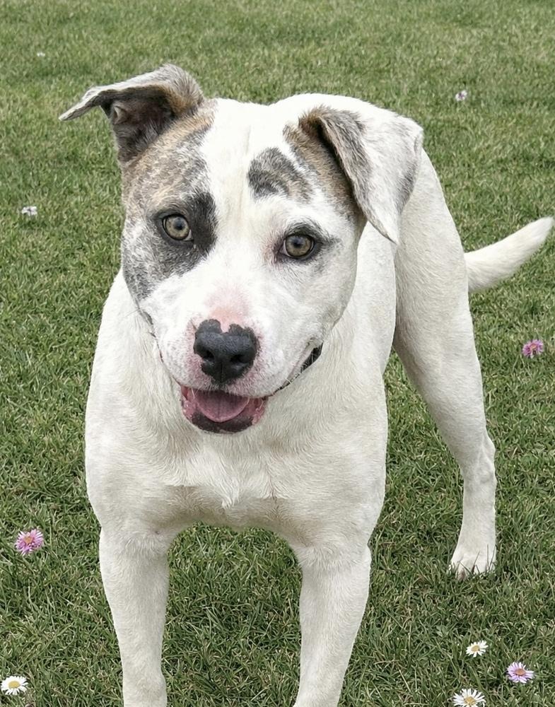 Alba, a Adoptable mixed breed in Lancaster, PA image 3/6