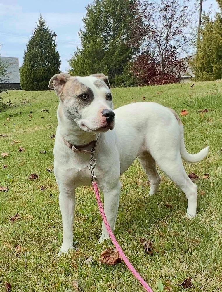 Enlarge Alba, a Adoptable mixed breed in Lancaster, PA image 3/5
