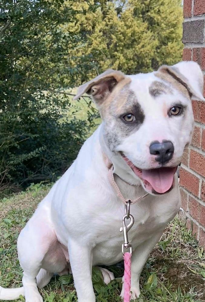 Enlarge Alba, a Adoptable mixed breed in Lancaster, PA image 4/5