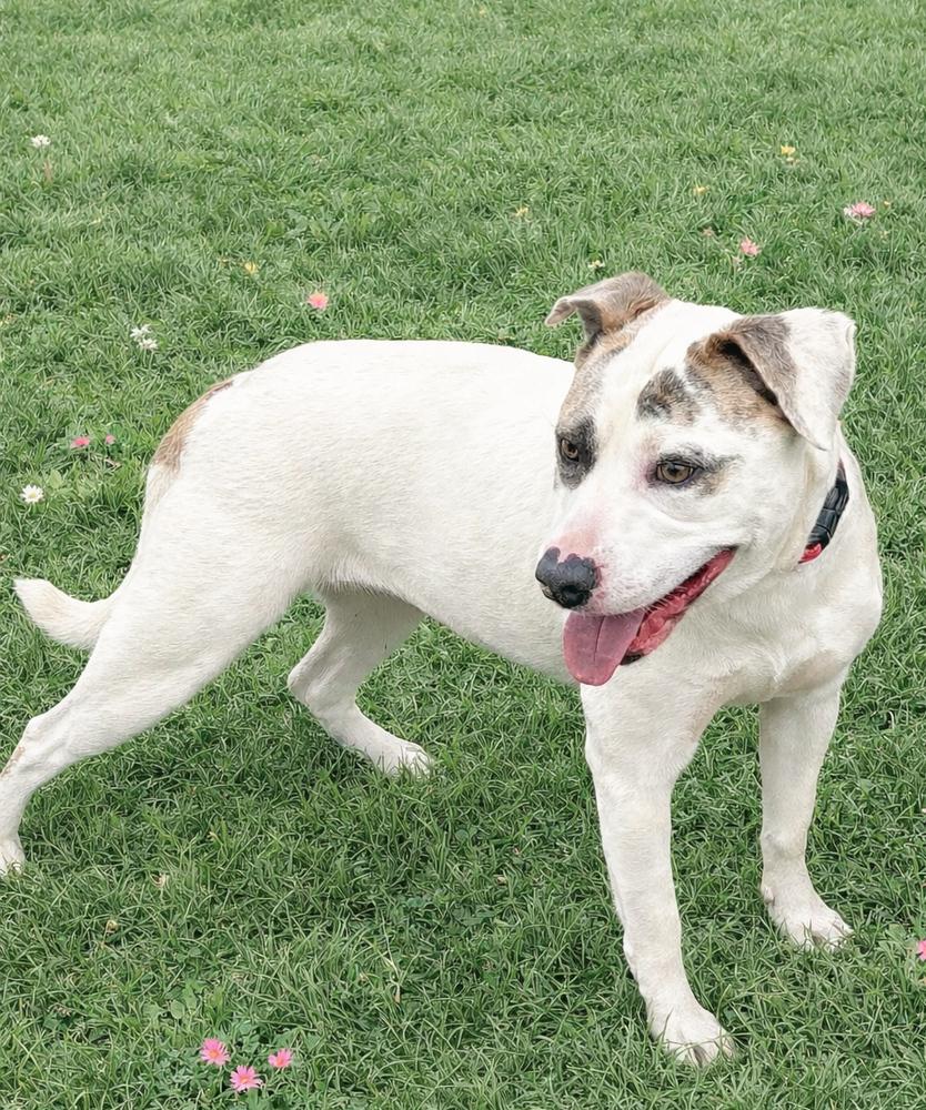 Alba, a Adoptable mixed breed in Lancaster, PA image 4/6