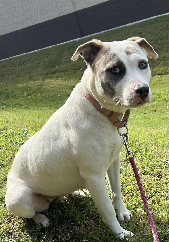 Enlarge Alba, a Adoptable mixed breed in Lancaster, PA image 5/5