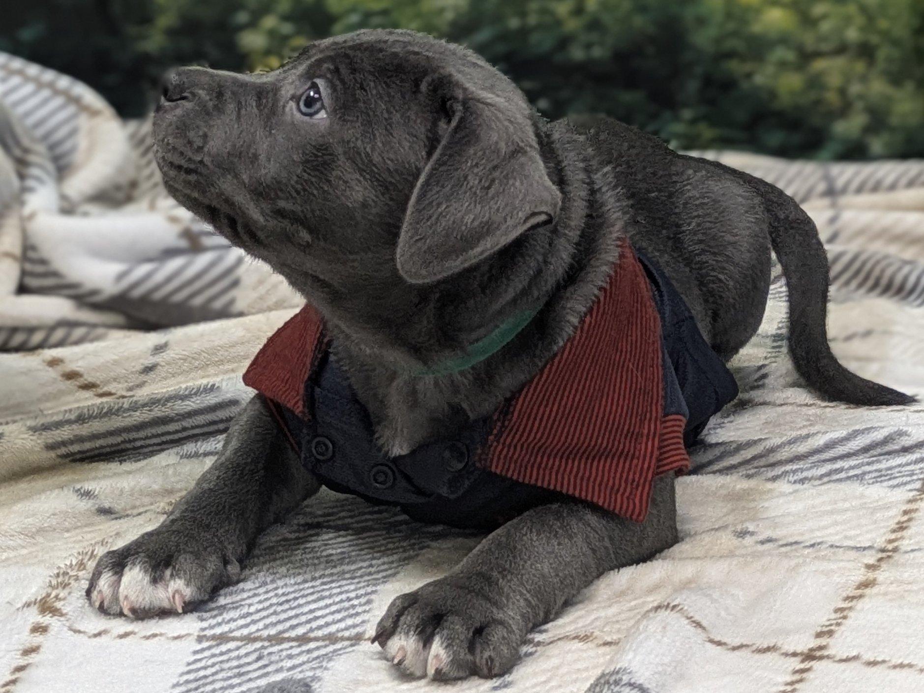 Enlarge Cosimo, an adopted mixed breed in Republic, WA image 4/6