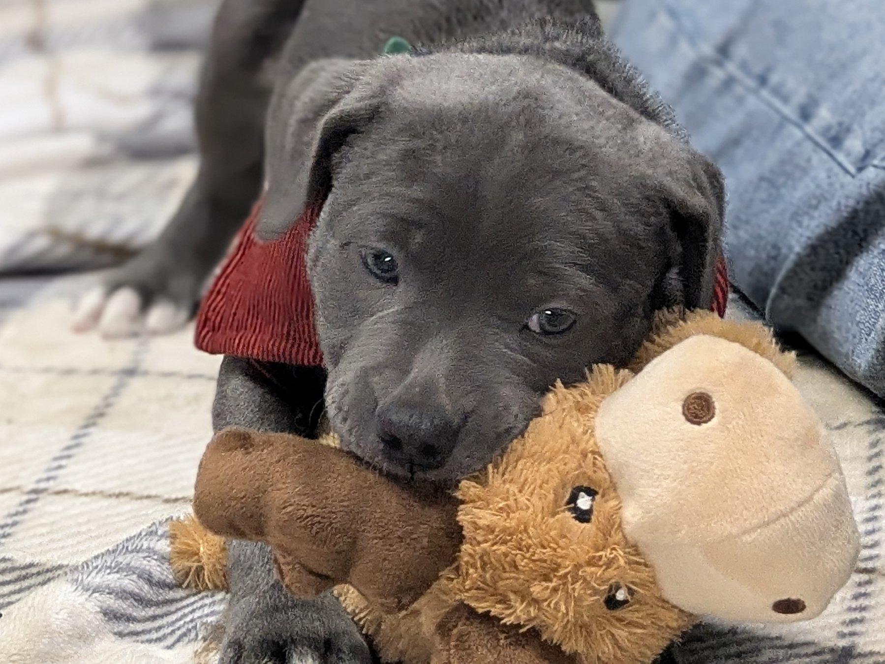 Enlarge Cosimo, an adopted mixed breed in Republic, WA image 1/6