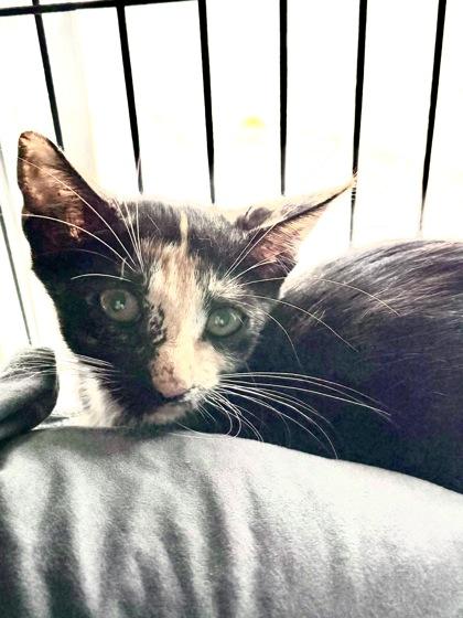 Rebel, Adoptable, Kitten Female Domestic Short Hair & Domestic Short Hair.