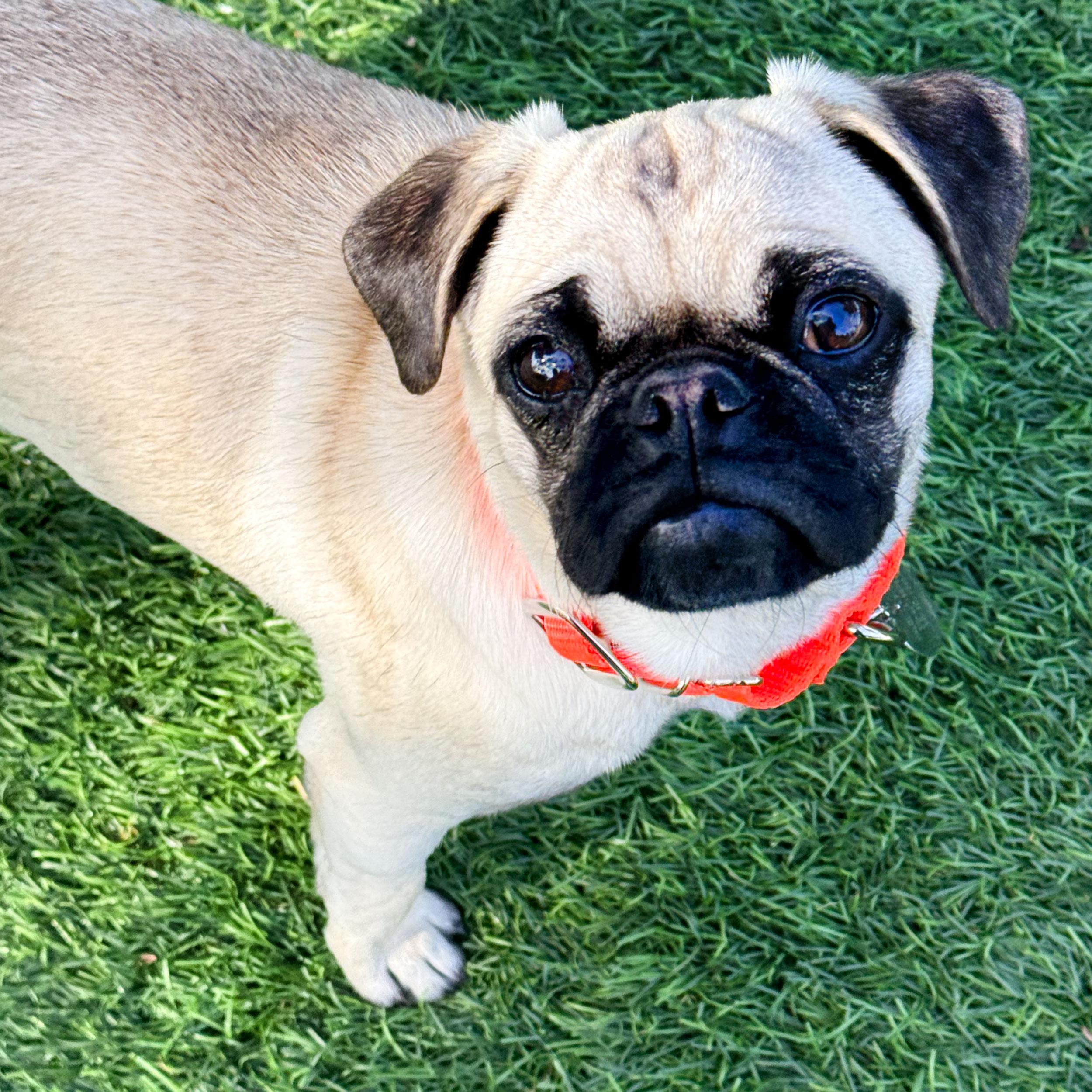 Enlarge Button, a Adopted Pug in Malibu, CA image 2/4
