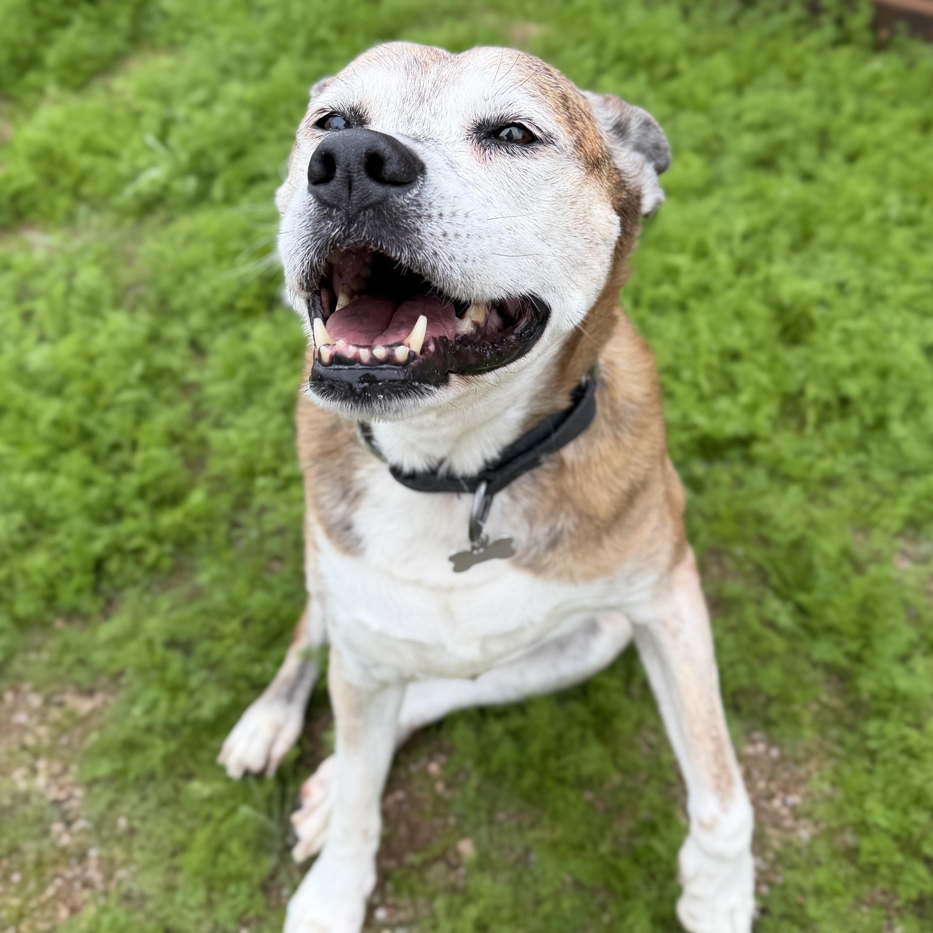 Scarlett, a ADOPTABLE mixed breed in Goodyear, AZ image 2/4