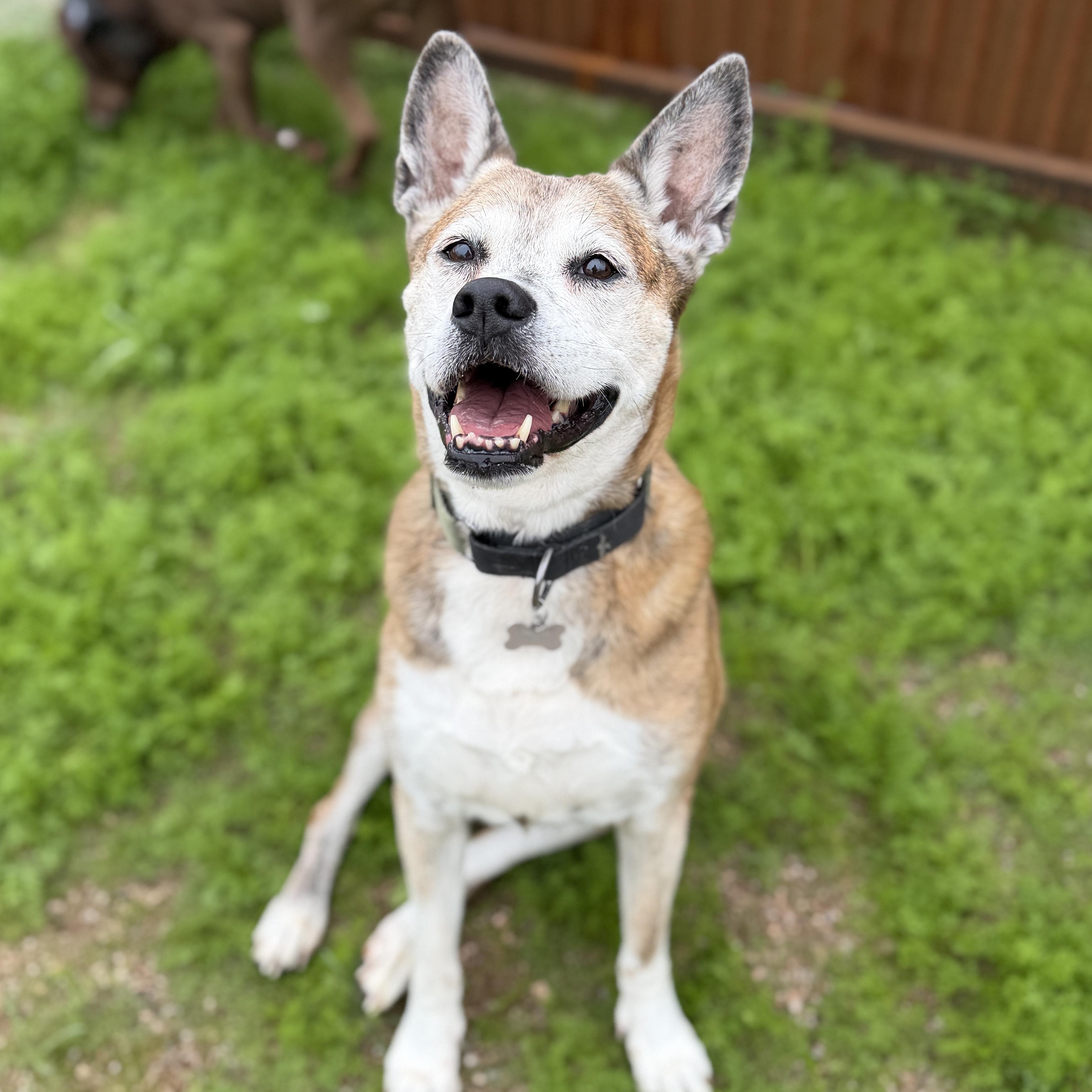 Scarlett, a ADOPTABLE mixed breed in Goodyear, AZ image 1/4