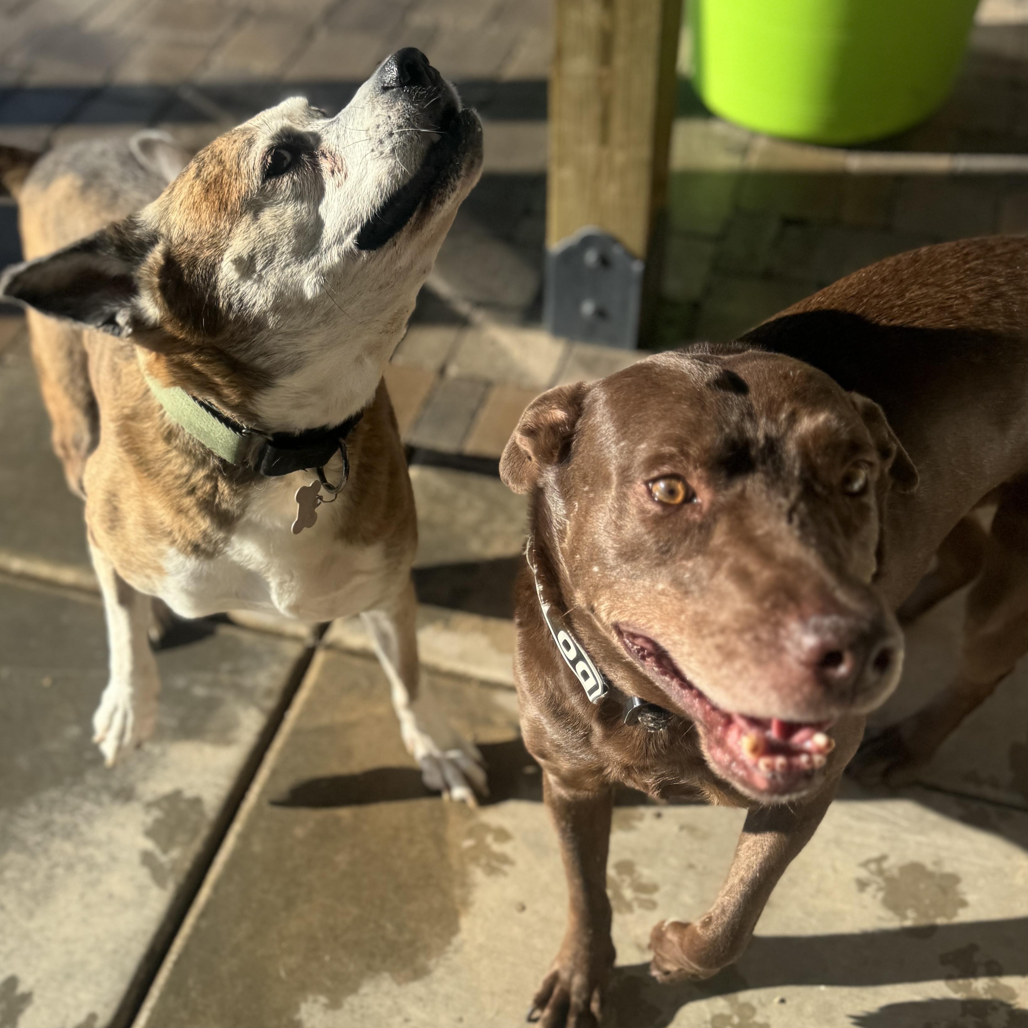 Scarlett, a ADOPTABLE mixed breed in Goodyear, AZ image 3/4