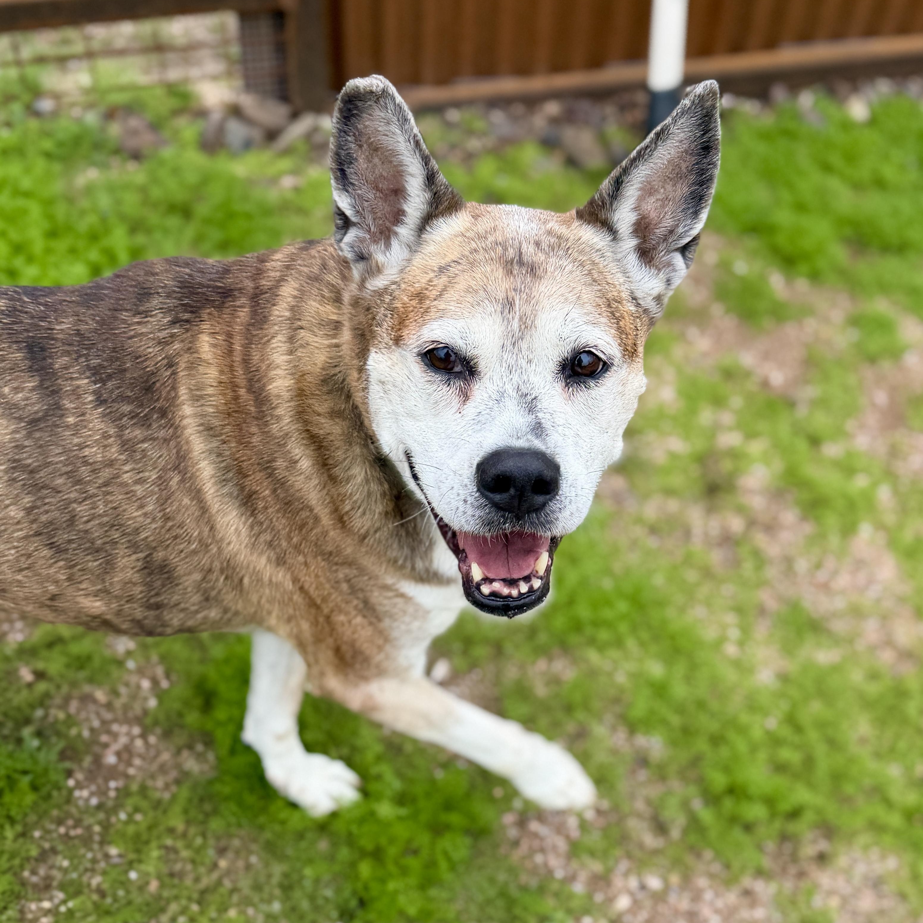 Scarlett, a ADOPTABLE mixed breed in Goodyear, AZ image 4/4