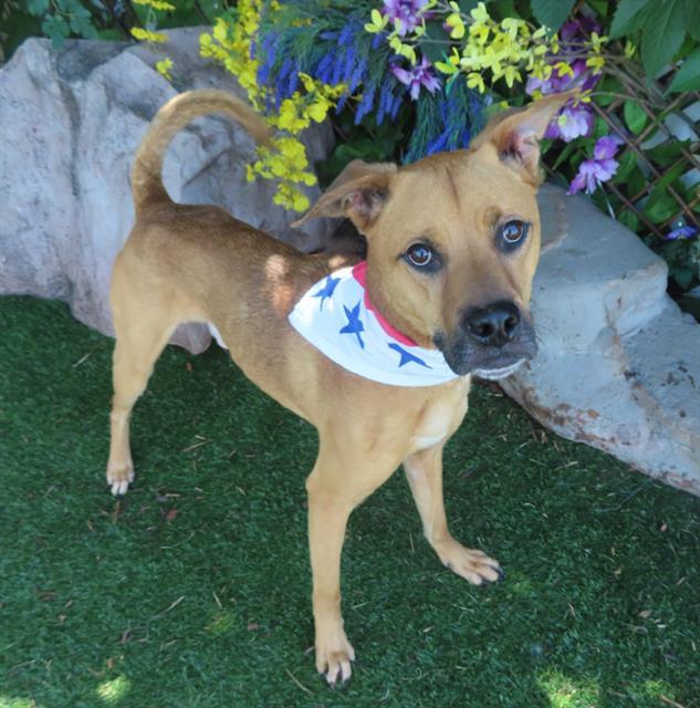 Enlarge ROSCOE, a Adoptable mixed breed in Oklahoma City, OK image 1/1