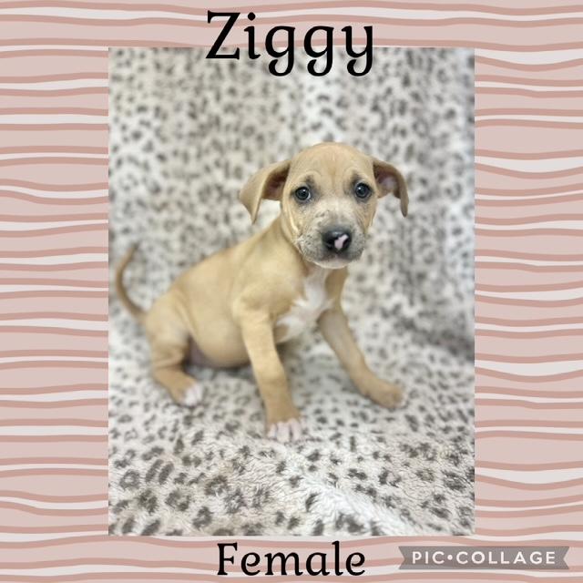 Ziggy