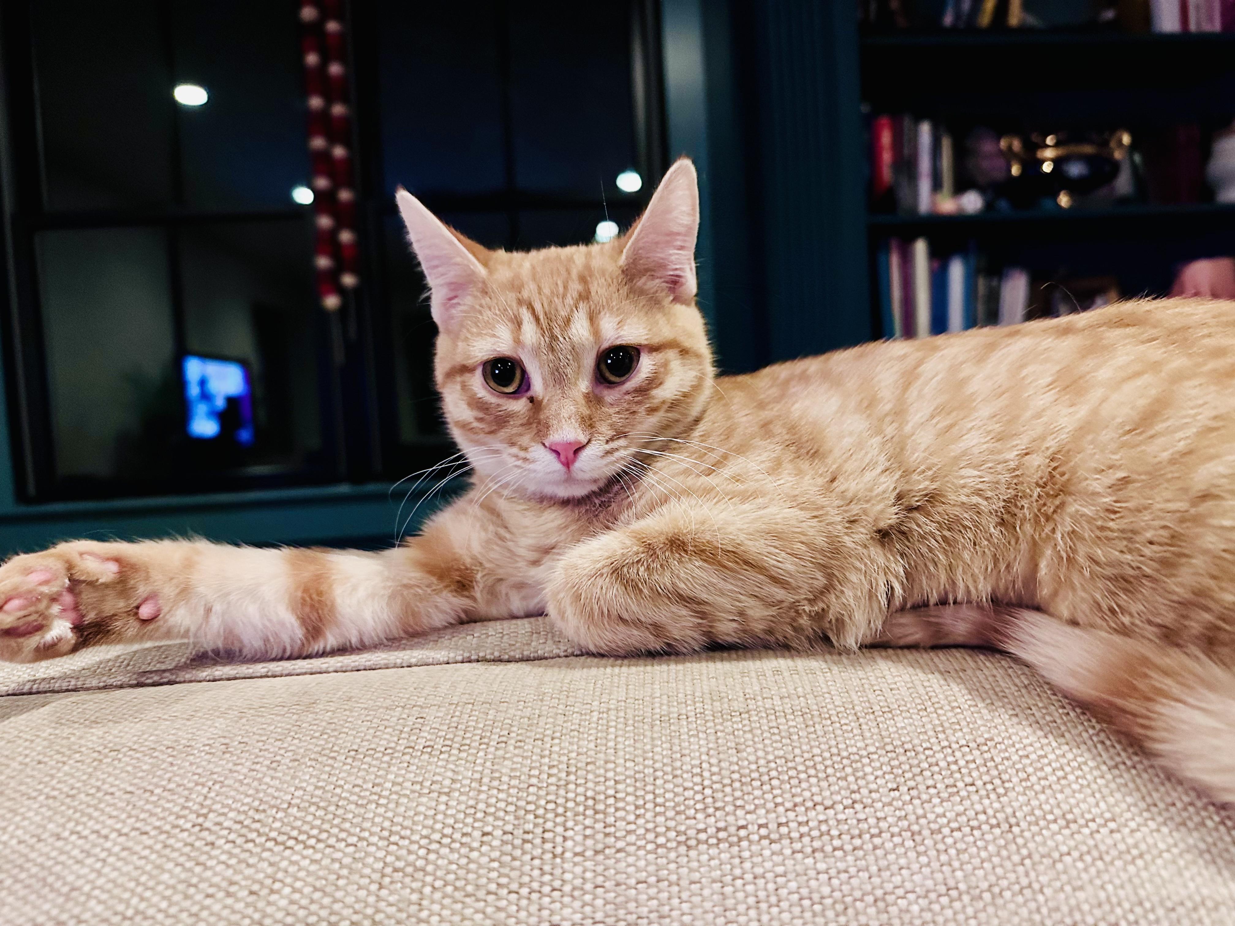 Lilu, a ADOPTABLE Tabby in Bethel, CT image 4/6