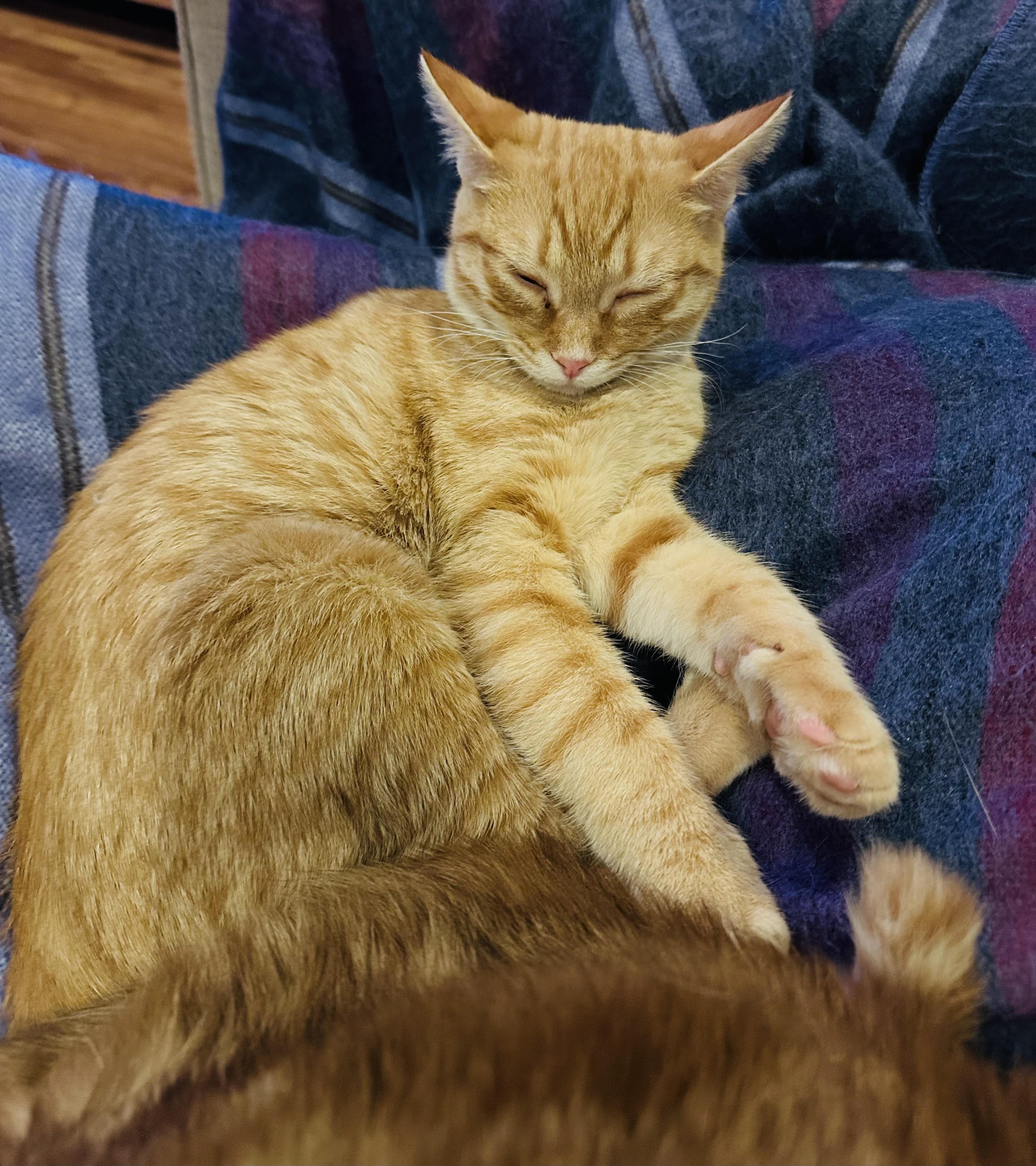 Lilu, a ADOPTABLE Tabby in Bethel, CT image 5/6