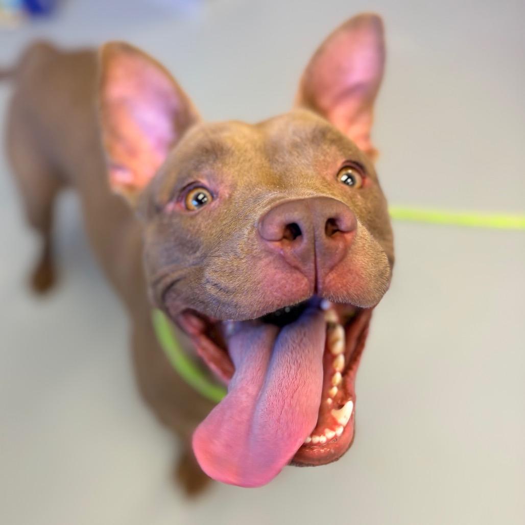 Scarlet, Adoptable, Young Female Pit Bull Terrier.