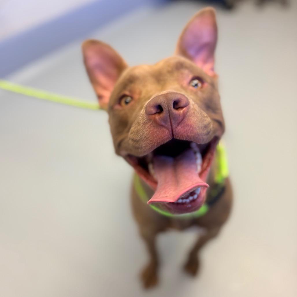 Enlarge Scarlet, a Adoptable mixed breed in Concord, NC image 2/5