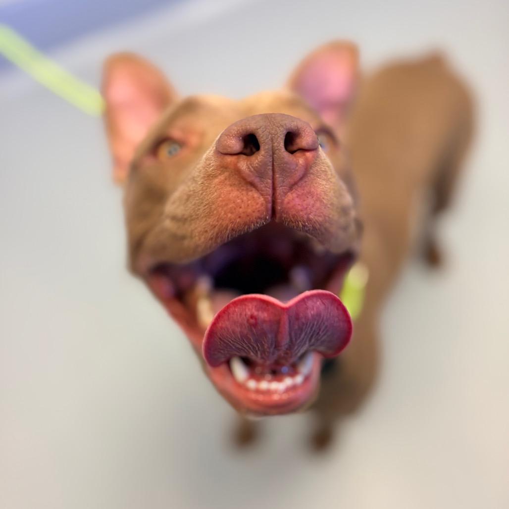 Enlarge Scarlet, a Adoptable mixed breed in Concord, NC image 3/5