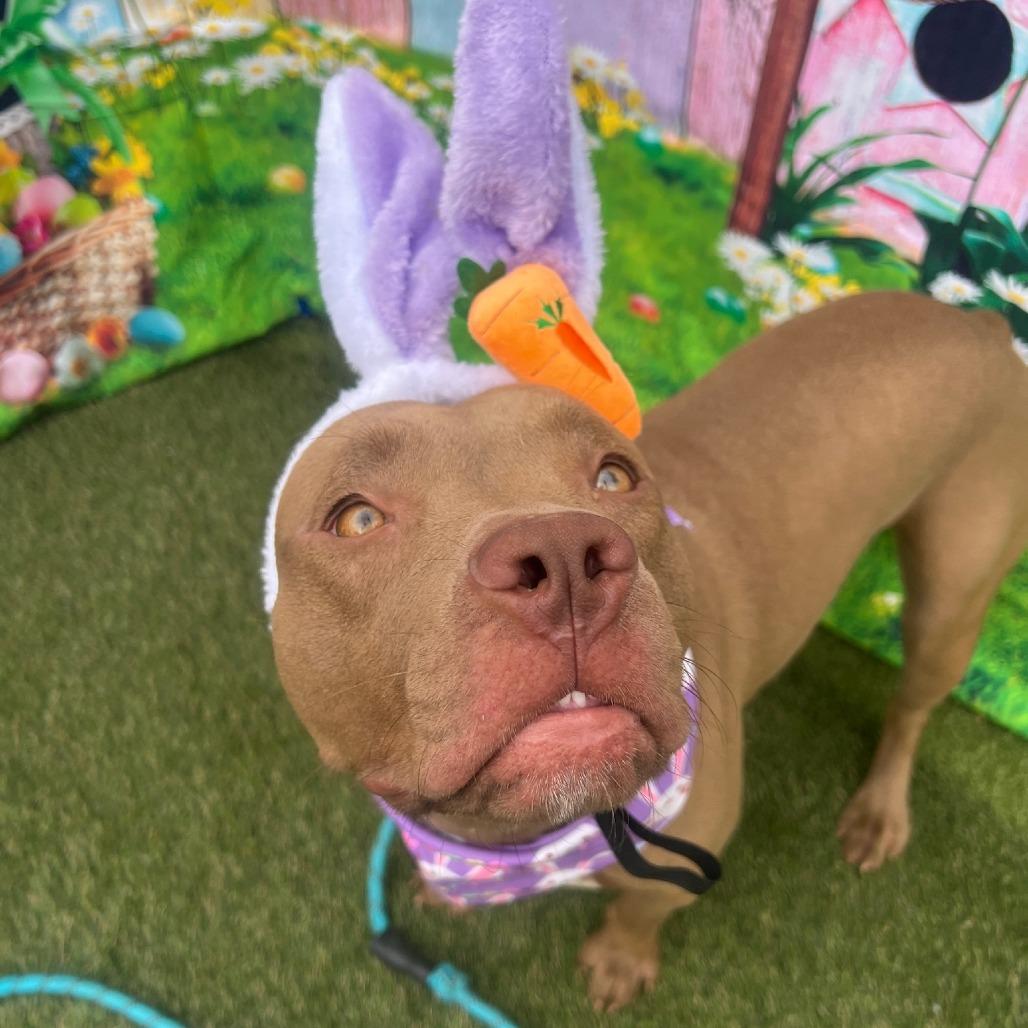 Enlarge Scarlet, a Adoptable mixed breed in Concord, NC image 5/6