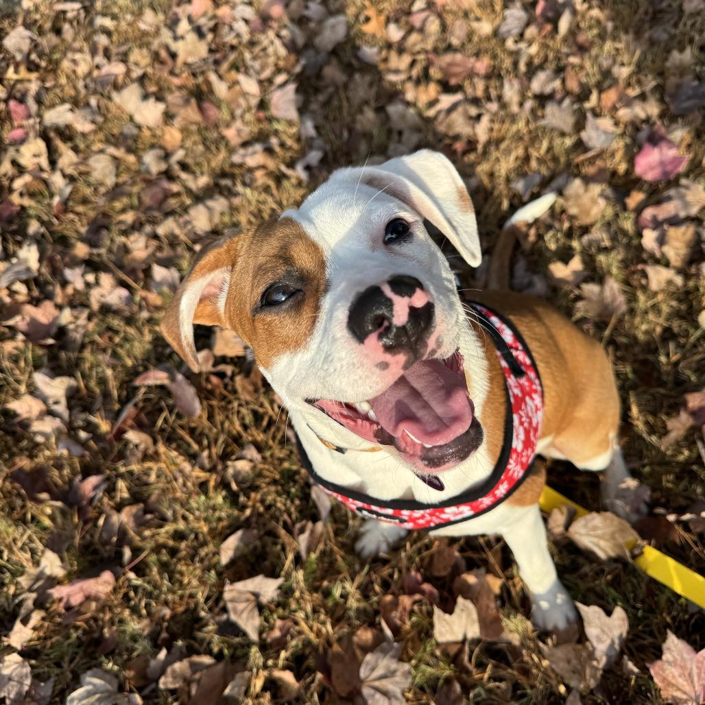 Hope, Adoptable, Young Female Mixed Breed.