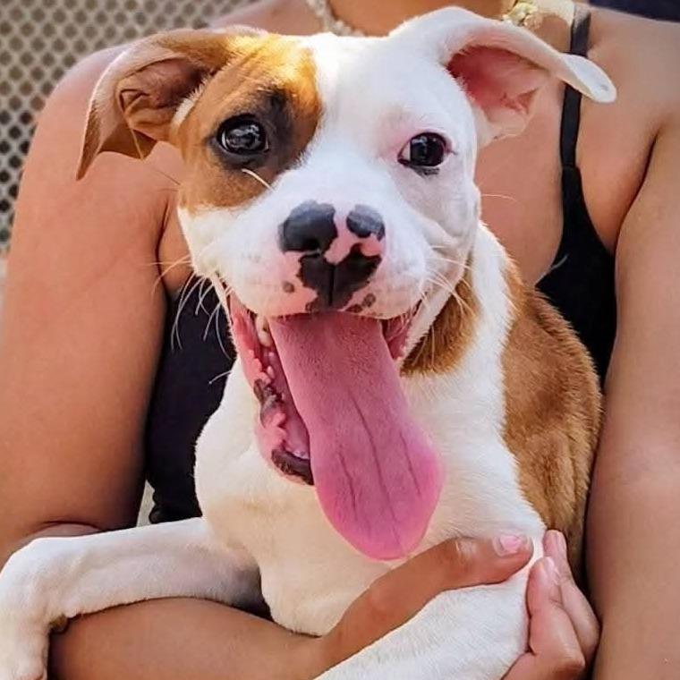 Enlarge Hope, a Adoptable Mixed Breed in Greensboro, GA image 2/3