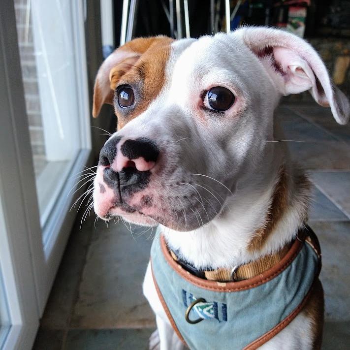 Enlarge Hope, a Adoptable Mixed Breed in Greensboro, GA image 2/6