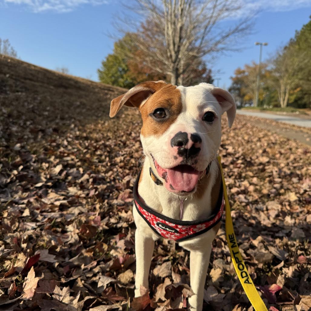 Enlarge Hope, a Adoptable Mixed Breed in Greensboro, GA image 3/3