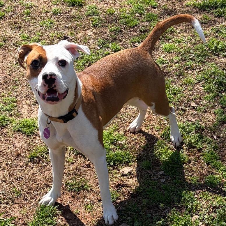 Enlarge Hope, a Adoptable Mixed Breed in Greensboro, GA image 1/6