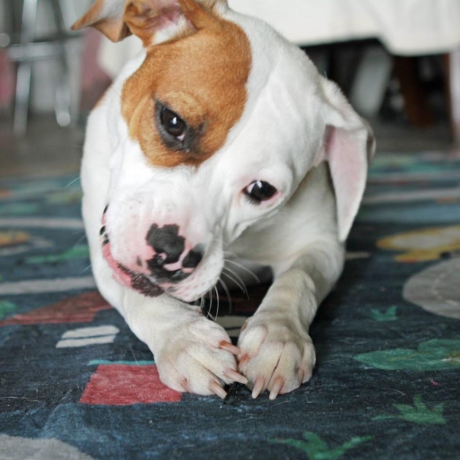 Enlarge Hope, a Adoptable Mixed Breed in Greensboro, GA image 4/6