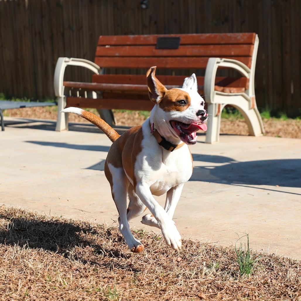 Enlarge Hope, a Adoptable Mixed Breed in Greensboro, GA image 4/5