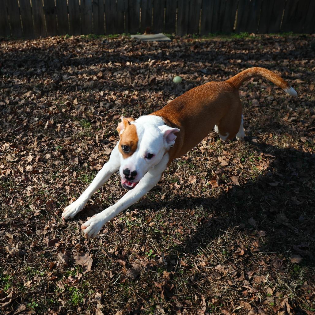 Enlarge Hope, a Adoptable Mixed Breed in Greensboro, GA image 1/6