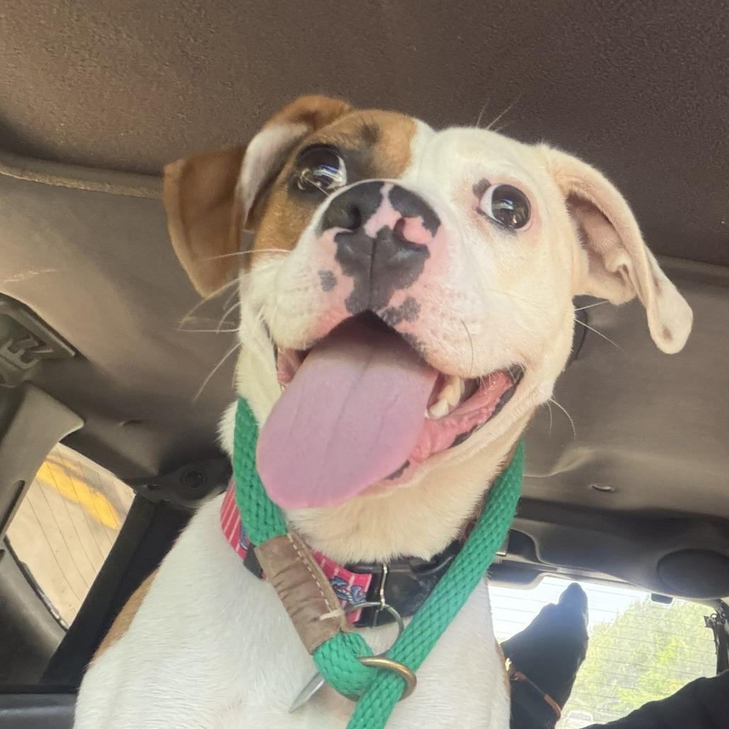 Enlarge Hope, a Adoptable Mixed Breed in Greensboro, GA image 2/6